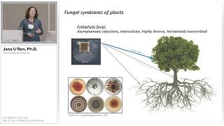 Phylogenetic Insights into the Endophyte Symbiosis using PacBio Ribosomal DNA Sequencing [upl. by Featherstone]