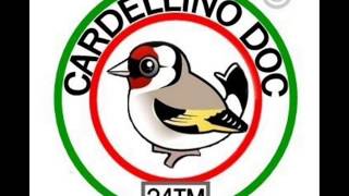 CARDELLINO DOC  IL CANTO  n1 [upl. by Xel239]