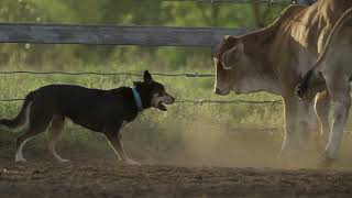 Incredibly Talented Australian Working Kelpie fearlessly works cattle in the Australian Outback [upl. by Felike274]