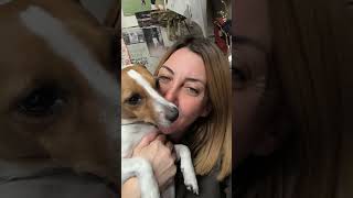 Bacetto per la mamma ❤️ pets jackrussell jackrussellterrier doglover dog [upl. by Mair]