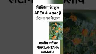 सिक्किम के क्षेत्रफ़ल के बराबर लैंटाना भारत में फैल गई है Lantana Camara Lantana propagation [upl. by Evetta]