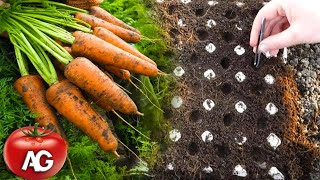 Genius way to sow carrots No more carrot thinning or weeding from seed to harvest [upl. by Nyrat983]