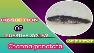 Dissection of Channa punctata digestive system  Snakehead fish  Zoology Practical  HS UG amp PG [upl. by Johppa]