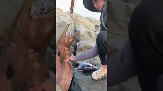 Beautiful fish 🐠 trending fishing satisfafying funnyanimal viralvideo fyp [upl. by Elvie911]