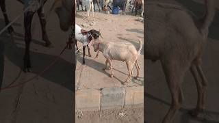 Korangi Bakra mandi 🦙viralvideo views vlog viralshorts viralshort foyoupage animals goat [upl. by Assillem]