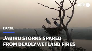 Jabiru storks spared from Brazils deadly wetland fires  AFP [upl. by Aikyn720]