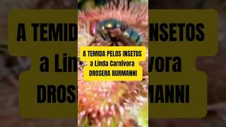 A temida pelos insetos a linda Carnívora Drosera Burmannii plantacarnivora plantascarnivoras [upl. by Ilka]