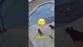 Woman Saves Drowning Dog 😱 [upl. by Dazhehs619]