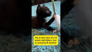 Kitten who shakes NONSTOP wobbly kitten syndrome [upl. by Ia]