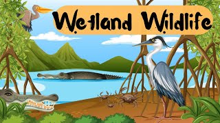 WETLAND ANIMALS  Swamp Wildlife With Nature Sounds [upl. by Jonas]