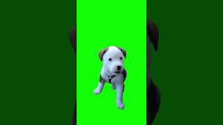 Puppy Barking Meme Green Screen [upl. by Eesyak]