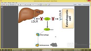 Métabolisme des lipoproteines 3 [upl. by Nylanaj305]