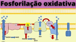 Fosforilação oxidativa e cadeia transportadora de elétrons  Fisiologia Humana [upl. by Ulric201]