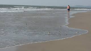 Birds feeding on bivalves [upl. by Bethel]