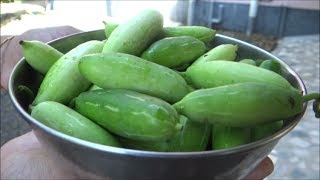 Coccinia Grandis  Ivy Gourd harvest [upl. by Akcirret201]