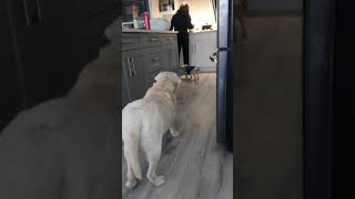 labradorretriever 14 year old yellow Labrador retriever Mulan and Yorkshire pup both wanting food [upl. by Aneled420]