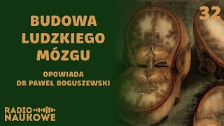 Czy mózg jest jak cebula O budowie najważniejszego organu  dr Paweł Boguszewski [upl. by Esertak]