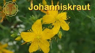 Heilpflanze Johanniskraut [upl. by Winthorpe]