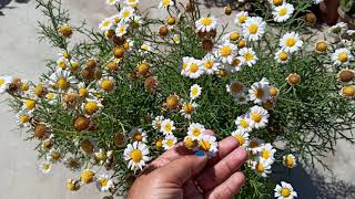 1396 How to grow amp care Argyranthemum Frutescens Paris DaisyMarguerite DaisySpring Garden [upl. by Werdna204]