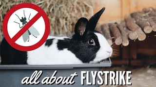 FLYSTRIKE  everything you need to know to keep your small pets safe  Hannah Cerys [upl. by Brannon]