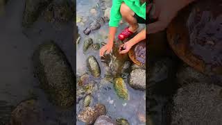 There are so many fish under the rocks 石头底下好多鱼呀 fishfood fishtrip Xiaomei fishingfun [upl. by Naitsihc242]