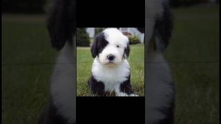 Old English Sheepdog  oldenglishsheepdog edit template [upl. by Eytteb470]