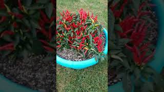 Ornamental Pepper plant [upl. by Annirac280]