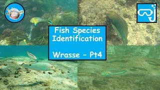 Fish species identification  Wrasse Part 4 [upl. by Olleina]