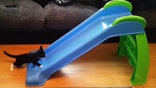 Kittens Playing on Slides [upl. by Schindler589]