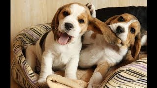 Funny And Cute Beagle Puppies Compilation 1  Cutest Beagle Puppy [upl. by Nosmoht827]