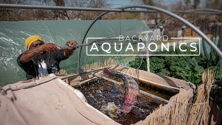 Backyard Aquaponics Farming Fresh Fish and Vegetables  PARAGRAPHIC [upl. by Einahpets]