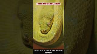 Delving into the Boomslang  Africas Elusive and Unique Serpent [upl. by Agace897]