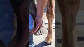 Very Satisfying  Hoof Restoration  Farrier ASMR hoofrestoration shorts [upl. by Zane]