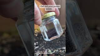 Planting poppy seeds for spring poppies It only takes about 45 seconds [upl. by Llertnov]