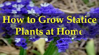 How to Grow Statice Plants at Home [upl. by Hcab]