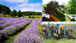 All about growing lavender and harvesting  Lavender harvest equipment  green acres [upl. by Michaella]