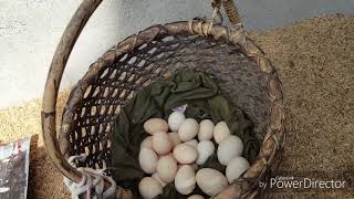 Homesteading in the Philippines backyard farming in the Philippines manok rabbit duck pig [upl. by Htebirol]