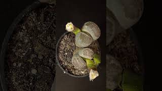 Lithops Flowering  Time Lapse [upl. by Aramad]