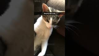 Wait for it shortvideo cat funnypetschannel funny yourcat petschannel yourpet funnycats [upl. by Araihc]