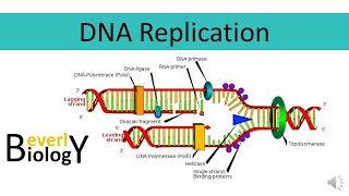 DNA replication [upl. by Terencio]