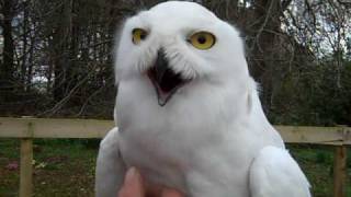 Harry Potter owls Hedwig and Errol in Aberdeenshire [upl. by Niessuh]