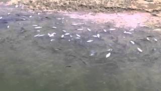 Methane Bubble Kills Fish  Lake Lavon TX [upl. by Nitas]