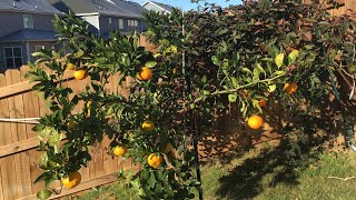 Growing And Harvesting Owari Satsumas In Zone 7b [upl. by Attenoj]