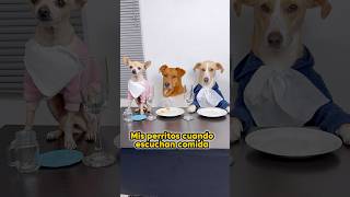 Ya es hora de cenar perritos hambriento [upl. by Raasch838]