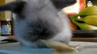 Baby Bunny Eating Baby Bananas [upl. by Denoting451]