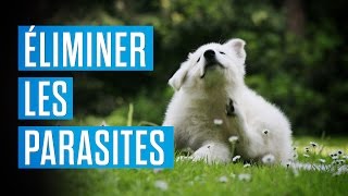 Comment éliminer les parasites sur vos animaux [upl. by Eatnohs988]