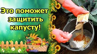 ВСЕГДА ЗАЩИЩАЮ КАПУСТУ ЭТИМИ СРЕДСТВАМИ И ВРЕДИТЕЛЕЙ НЕТ [upl. by Kamilah]