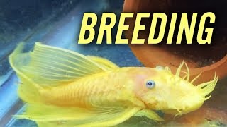 L144 Longfin Blue Eye Lemon Bristlenose Pleco Breeding [upl. by Aeet]