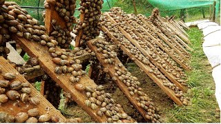 Amazing Snail Farm Technology 🐌  Snail Harvest and Processing  Products of Snail  Snail caviar [upl. by Adnical]