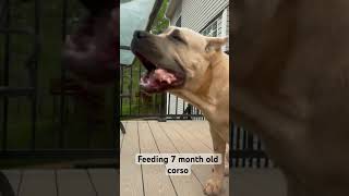 explore viral atlanta 1ofnonekennels canecorso italianmastiff formentino canecorsopuppies [upl. by Raouf]